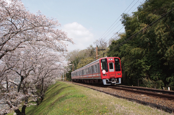 九度山駅~学文路駅桜並木の写真