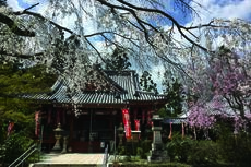 勝利寺の桜の写真