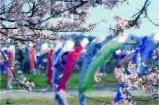 丹生川を泳ぐこいのぼりと桜の写真